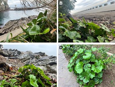 Effect of strong wind on laminas and petioles of Farfugium japonicum (L.) Kitam. var. japonicum (Asteraceae)